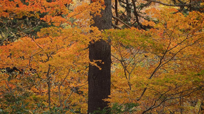 Oze National Park — Hinoemata side