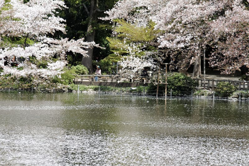 Inokashira Park