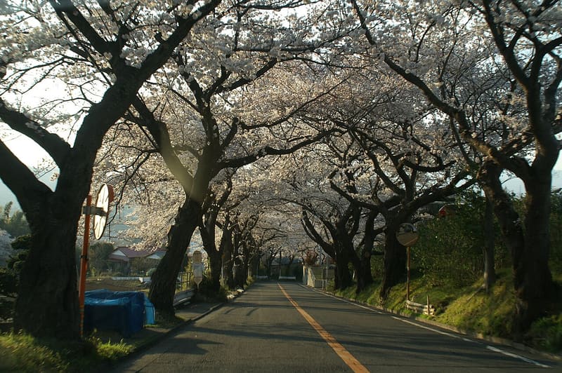 高麗山公園