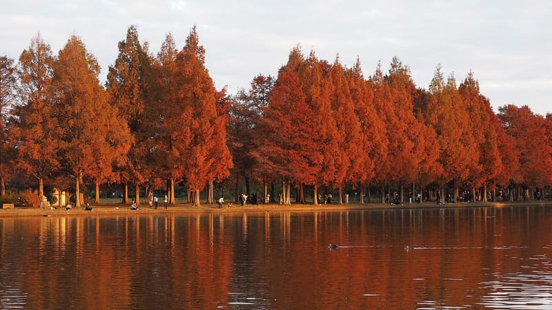 Misato 公園