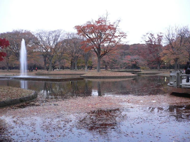 Parco di Yoyogi (代々木公園), il luogo oggi