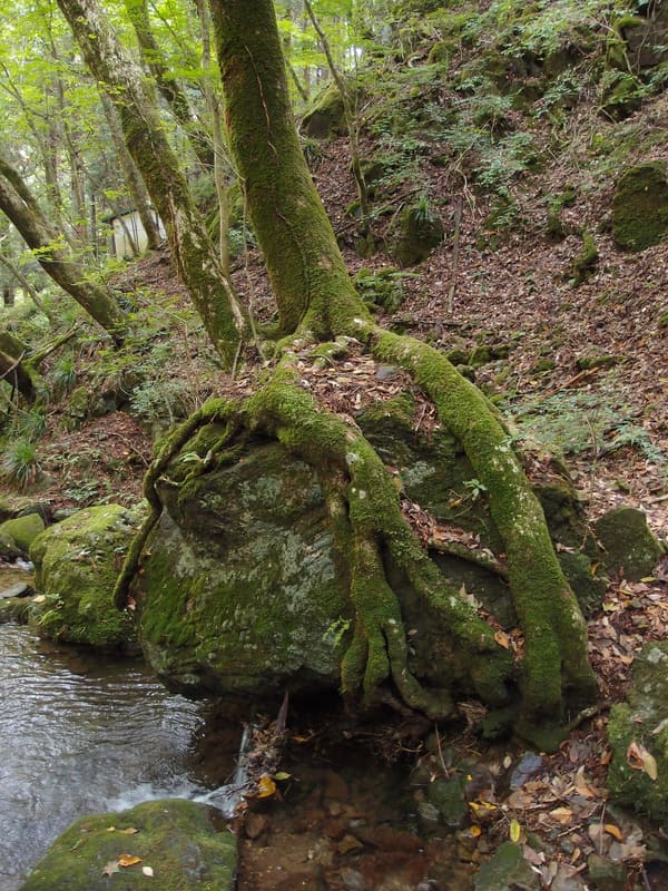 Rock Garden del monte Mitake