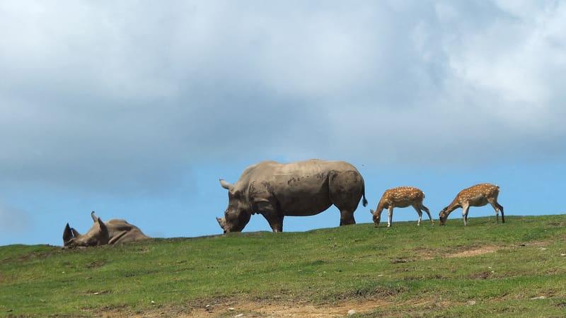 African Safari(アフリカンサファリ)
