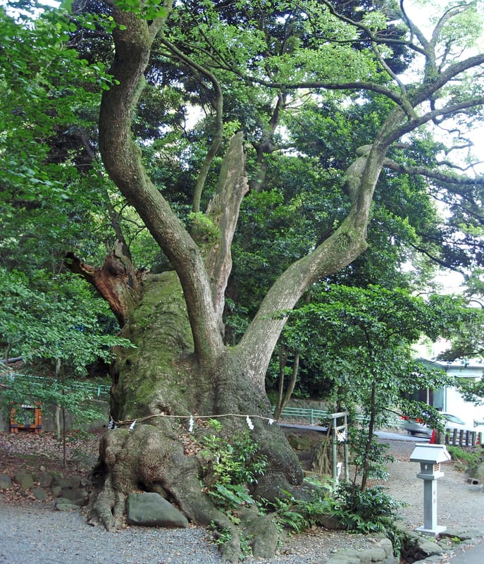 Santuario Kinomiya (來宮神社)