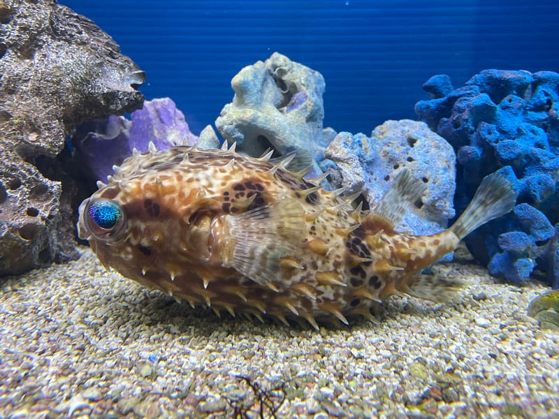 Sea Donut Aquarium (わくわく海中水族館シードーナツ)