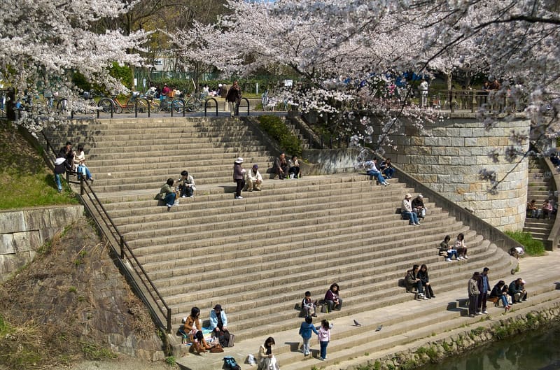 山崎川四季の道