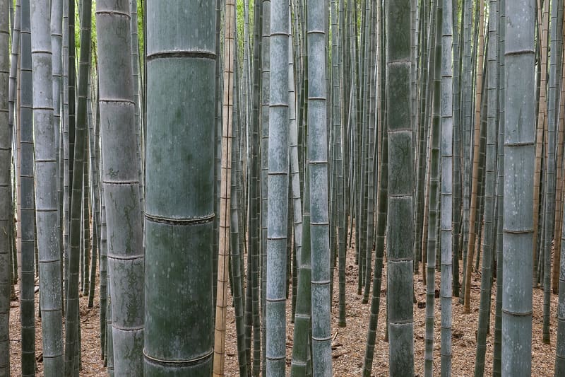 Sentiero di bambù di Arashiyama (竹林の小径), il luogo oggi