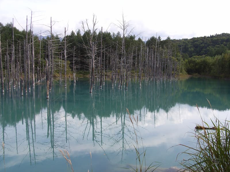 美瑛青池
