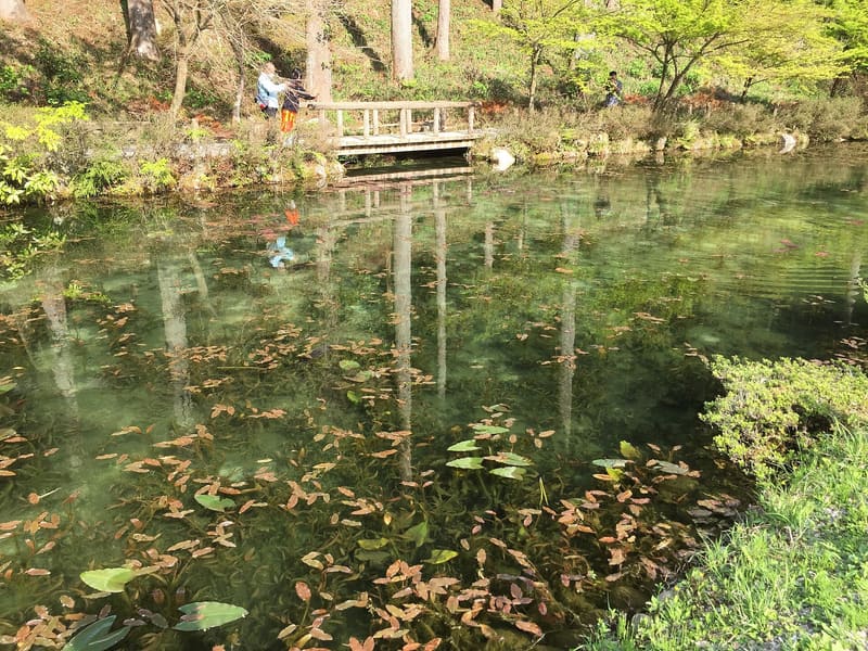 The pond at Nedo Shrine, ‘Monet's Pond’