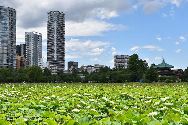 Stagno Shinobazu (不忍池) — Ueno