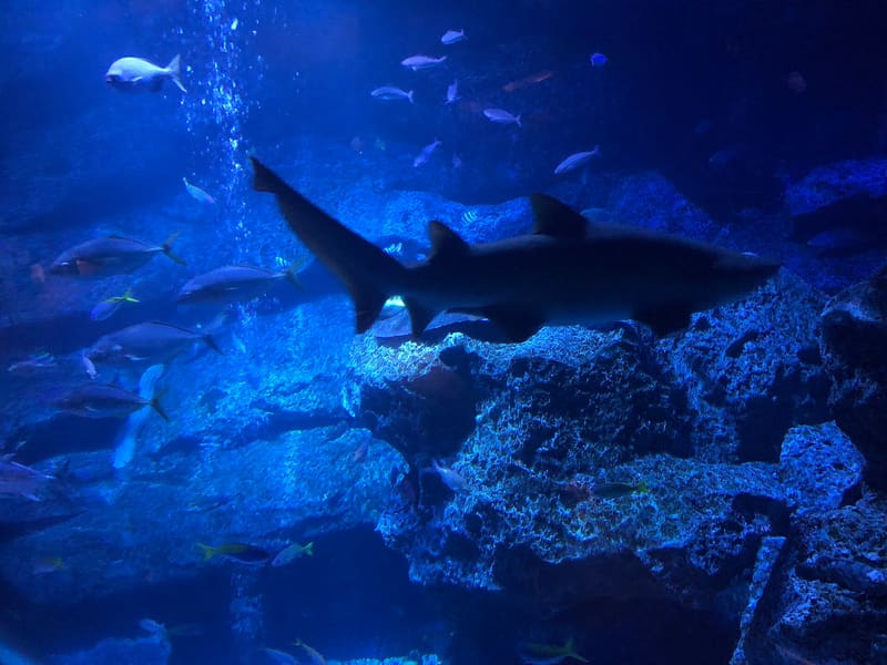 すみだ水族館