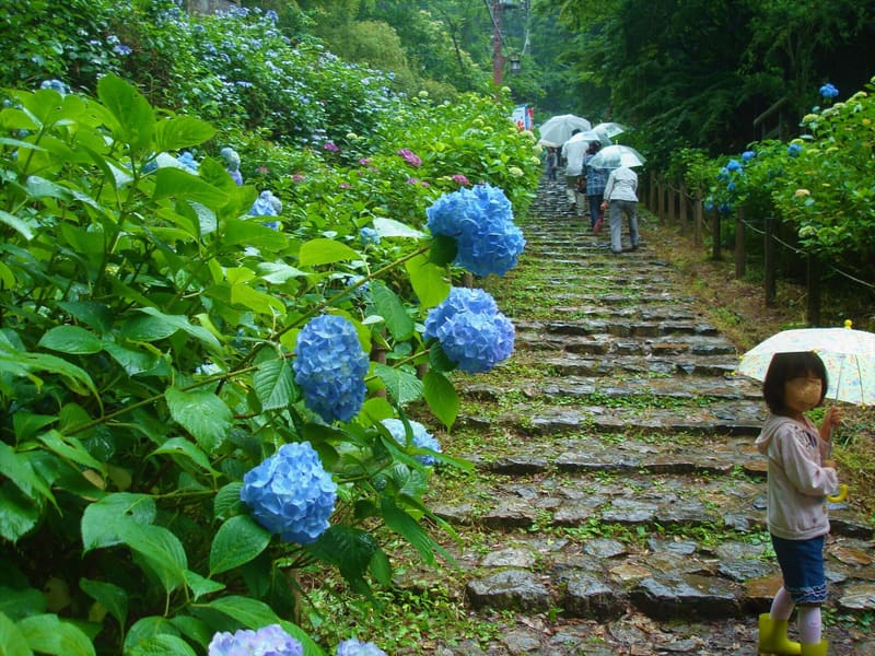 Mount Ōhira Hydrangea Steps