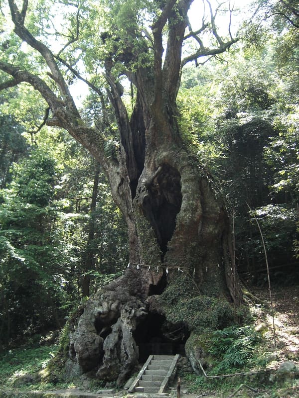 Great Camphor Tree of Takeo