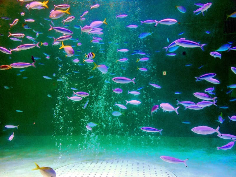 鳥羽水族館