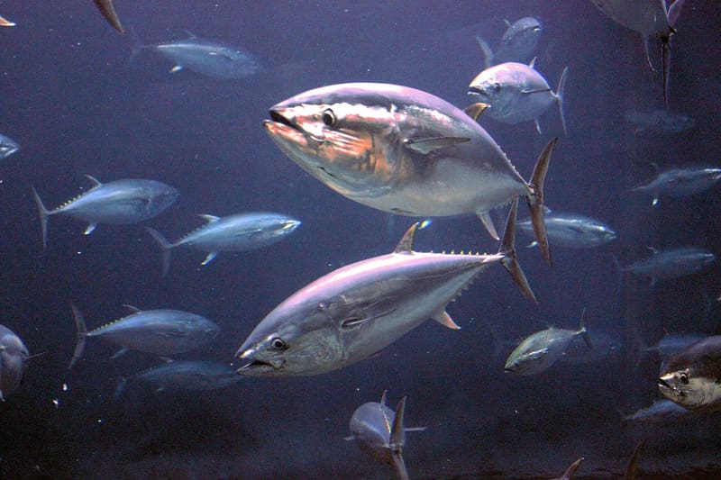 Tokyo Sea Life Park