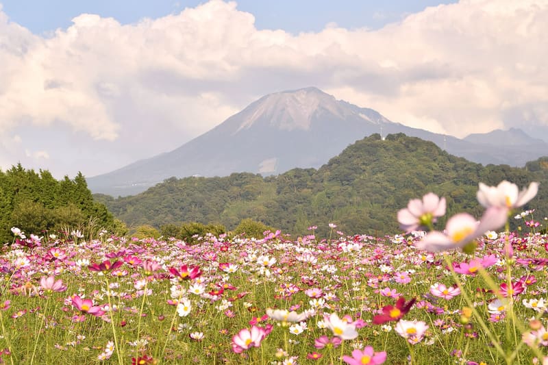 とっとり花回廊