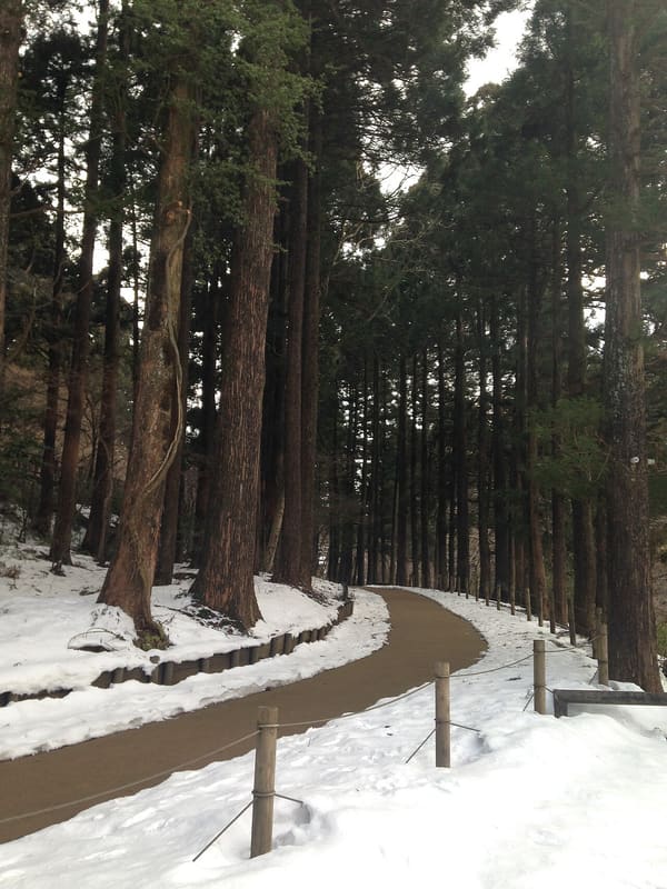 箱根舊街道杉並木