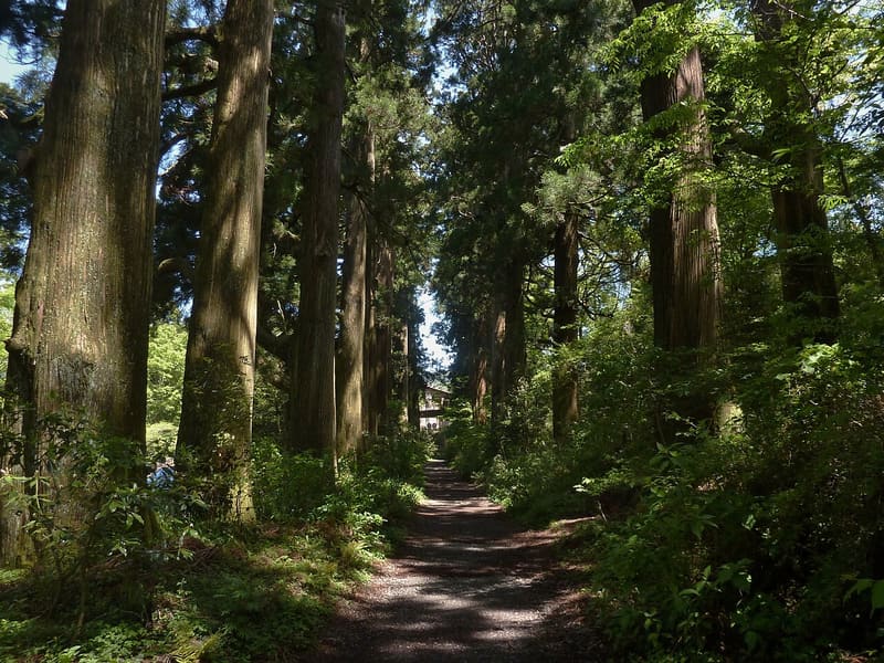 箱根舊街道杉並木
