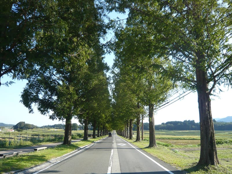 Viale delle Metasequoie di Makino (メタセコイア並木)