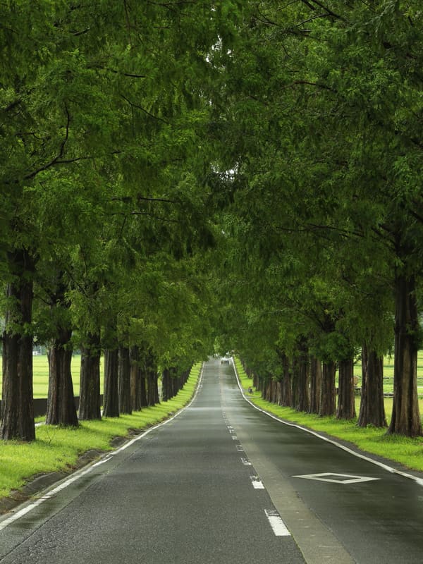 Viale delle Metasequoie di Makino (メタセコイア並木)