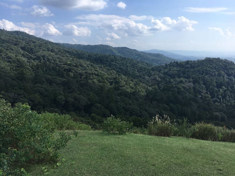 若草山（若草山燒）