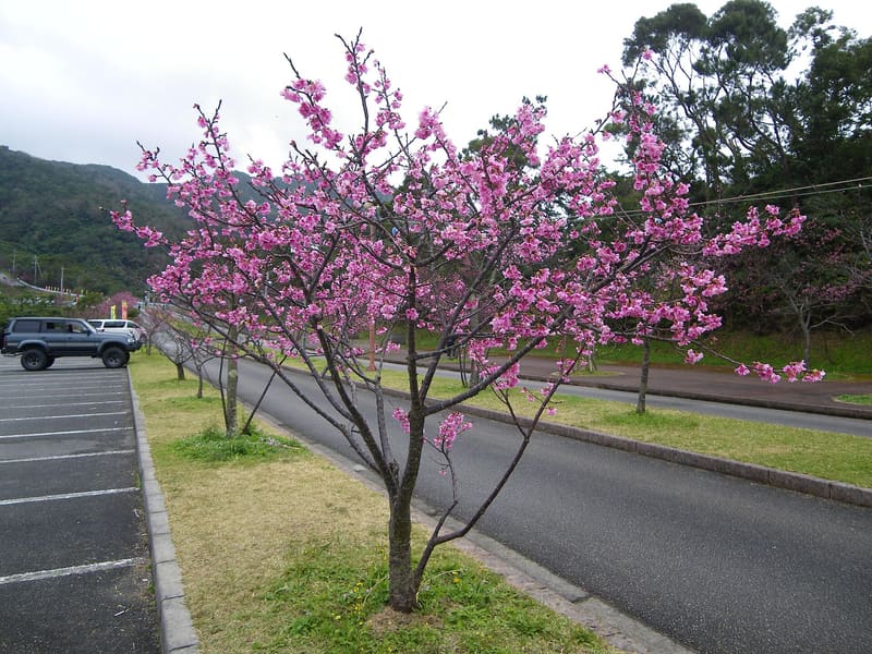 八重岳櫻之森公園