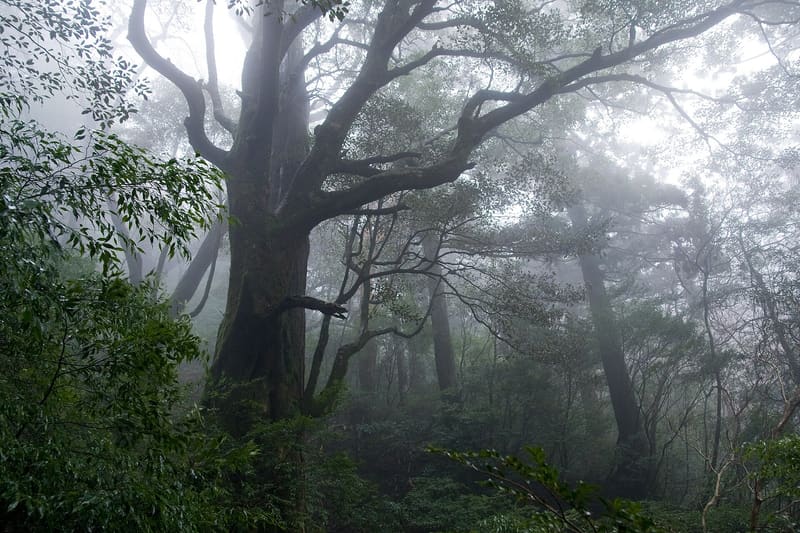 Yakushima