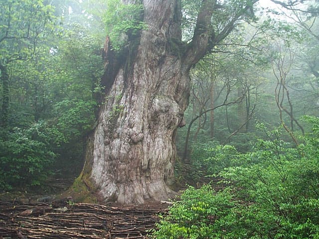 屋久島