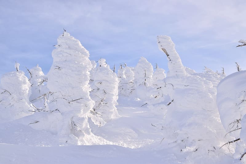 蔵王の樹氷