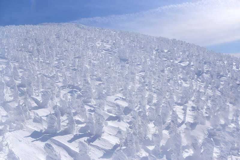 蔵王の樹氷