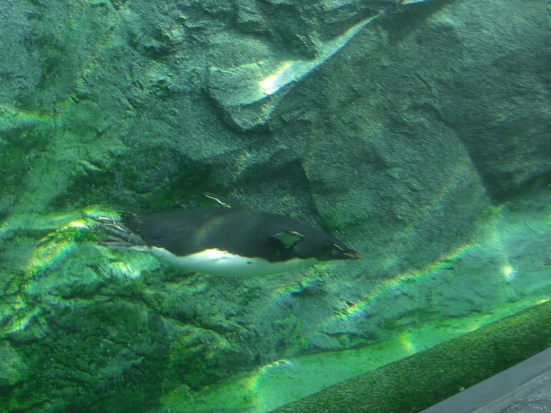 旭山動物園